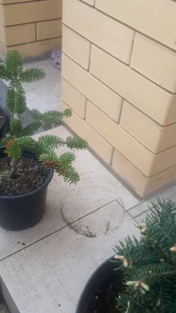 ❤🌲Редкие хвойные растения
✔Продажа растений в макс и телеграм канале: https://t.me/love_is_hvoiny_dv