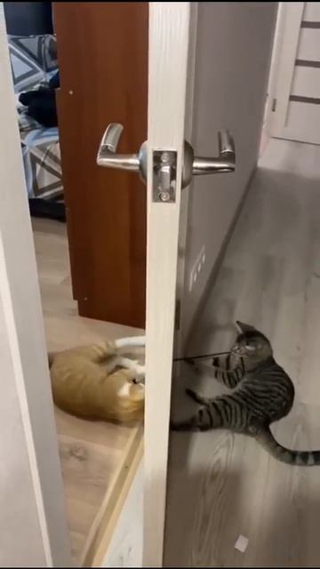 на это можно смотреть вечно