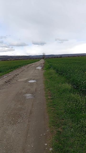 ЗАЦВЕТАЕТ РАПС