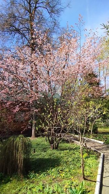 В поисках сакуры и магнолии