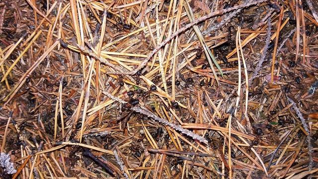 П. Коэльо. О превращении обязанности в молитву. Притча 111. Книга Воина Света