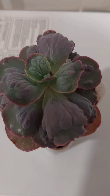 InShot_20260422_223119101