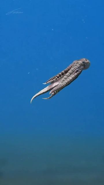 У осьминога три сердца, девять мозгов и голубая кровь.