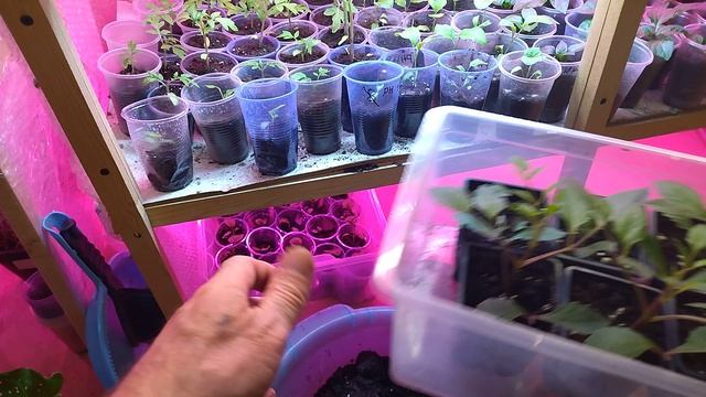 Пересадка каллы и осмотр рассады