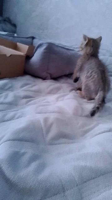 Стёпа хочет спать🌙