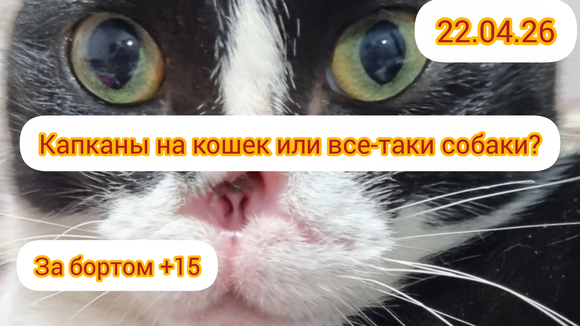 Соня пропала! Ушла вчера утром и не вернулась, прям как Стёпа.😢