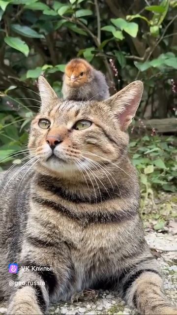 Котя и цыпа