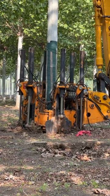 Пересадчик деревьев С160-6 в работе