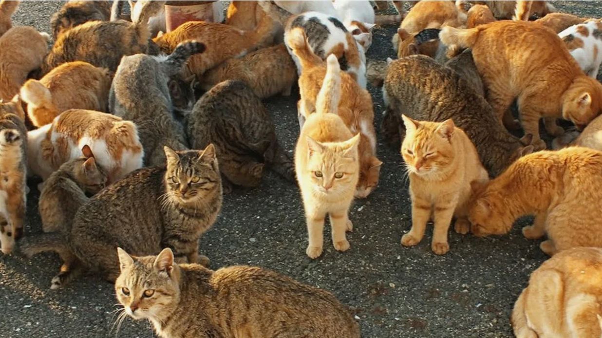 ГОП СТОП И ЕЁ ПИТОМНИК ЧЕРЕЗ ПАРУ ЛЕТ .