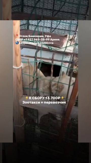 СОС, ПОМОГИТЕ ВЫВЕЗТИ ЛАЛЛИ ИЗ ОТЛОВА 🆘
Её уже давно сдали хозяева в отлов 🥺 а новая семья в Уфе