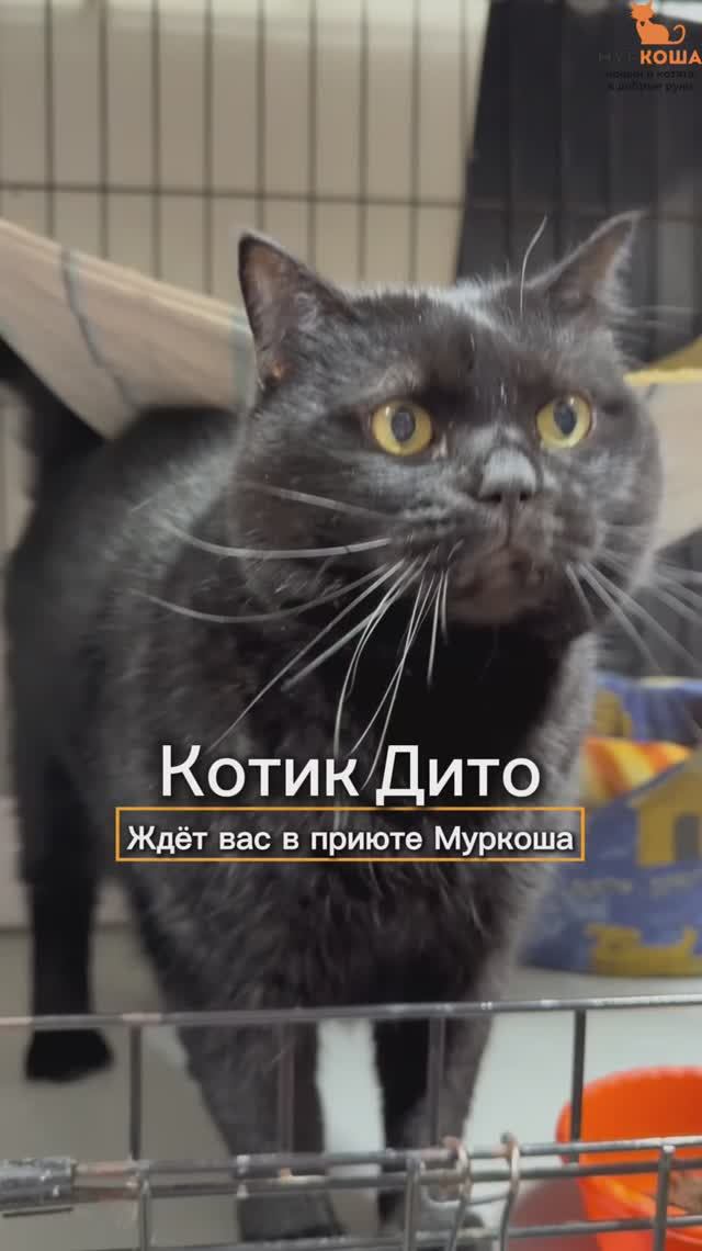 Дито ждёт вас в приюте #Муркоша