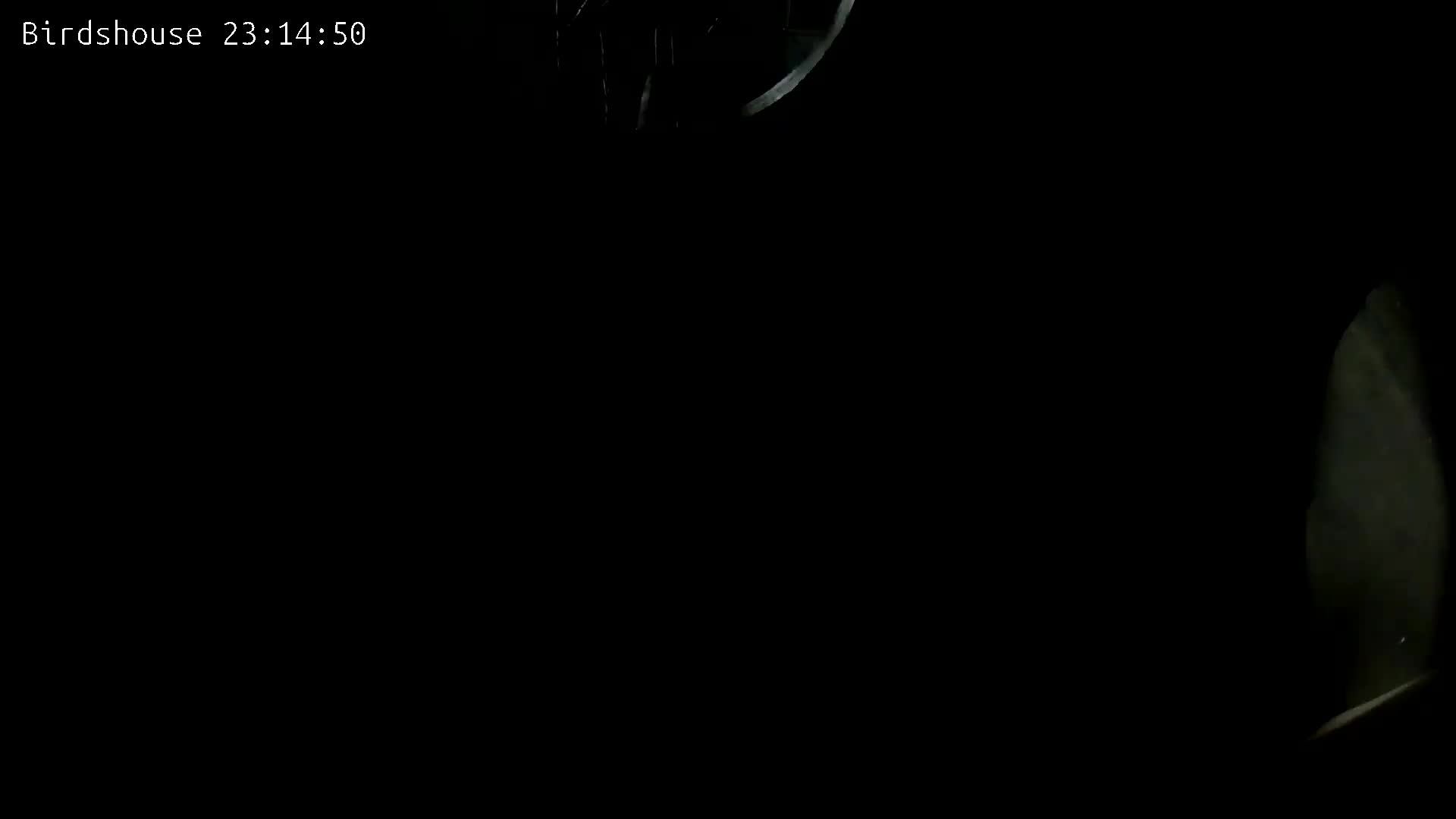 Скворечник - трансляция онлайн