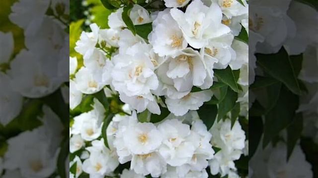 А скоро май!