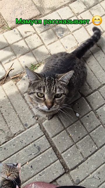 просто Серый 🐱