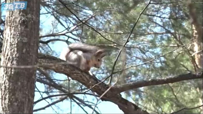 Новости Заречного от 22.04.26