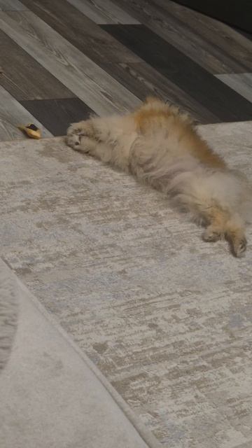 Шанюшка🤣🤣🤣🤣🤣