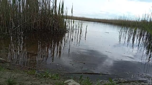 Тестирование приманки...