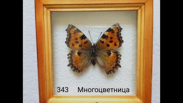 моя коллекция