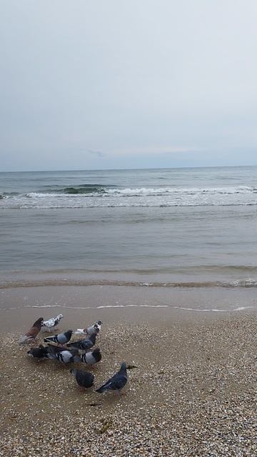 #море #голуби #утки #life #shorts
