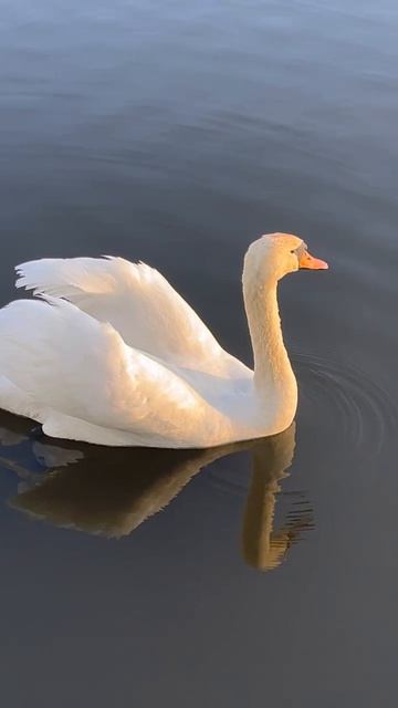 Грация лебедя. Беларусь.