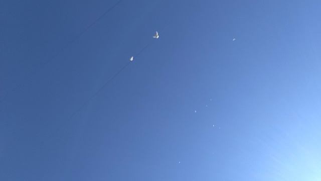 Погода супер гоняем голубей ...