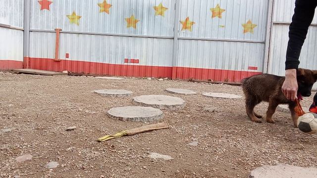 Баларис ЧАРОДЕЙ,  2 месяца 16 дней