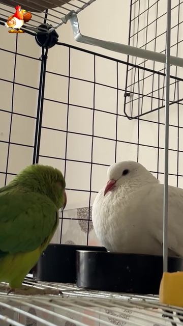 Зеленый попугай и белый голубь (13)