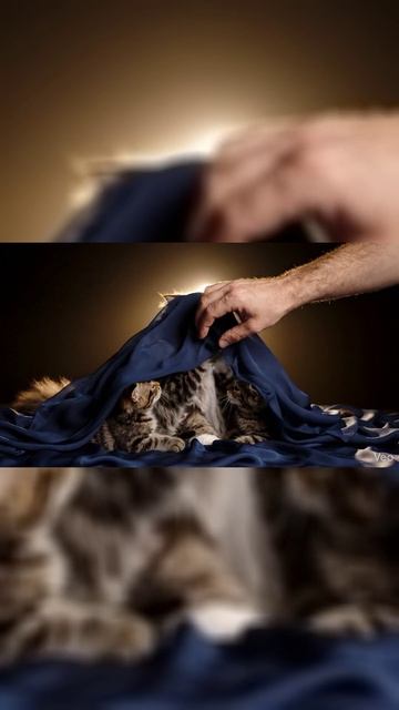 Истер в океане шелка 🐾🌊 (Магия движений) | Kittens Under Silk #shorts #zen #aesthetic