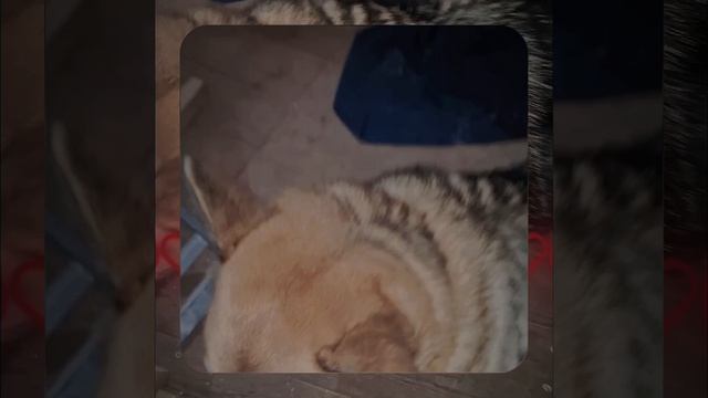 1000056808.mp4 (Собака наблюдает за устройством лестницы на 2-ой этаж в доме А-фрейм)