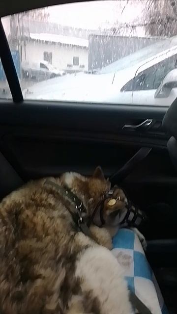 приехали в ветклинику .Рязань