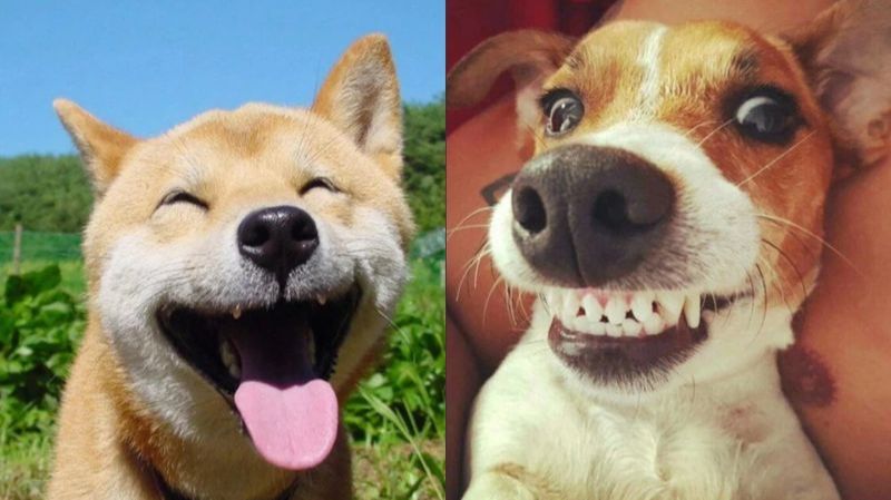 СМЕШНЫЕ КОТЫ | ЛУЧШИЕ ПРИКОЛЫ С КОТАМИ, СОБАКАМИ, КОШКИ, СОБАКИ, ЖИВОТНЫЕ, СМЕШНОЕ ВИДЕО