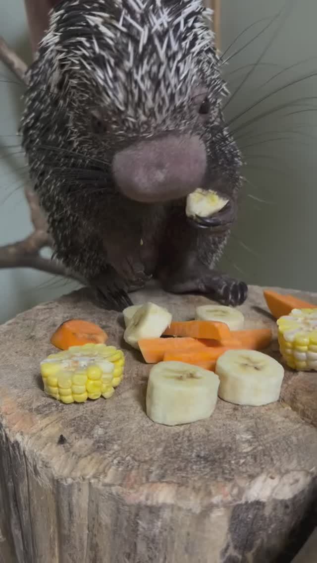 Милый мукбанг от маленького дикобраза.