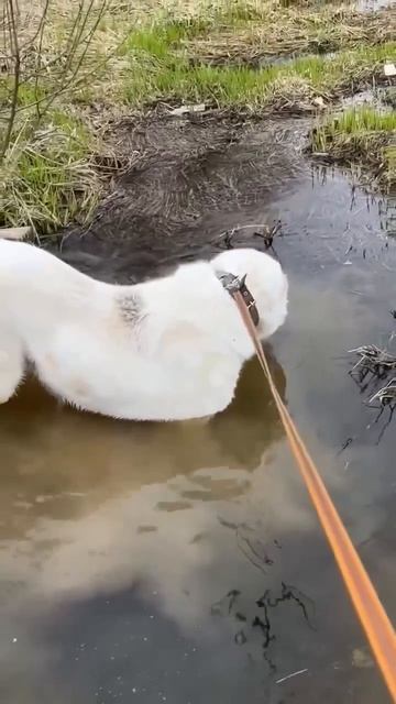 Забери меня 🏠, верный друг САО Добрыня 🍀❗Пост в описании 🎥 #собака #dog #animals #алабай #любовь