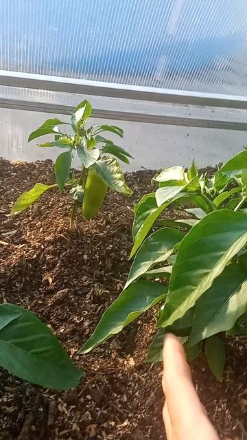 4bc985d5-35e1-487c-b8a6-e251e10c4b07-1_all_350.mp4