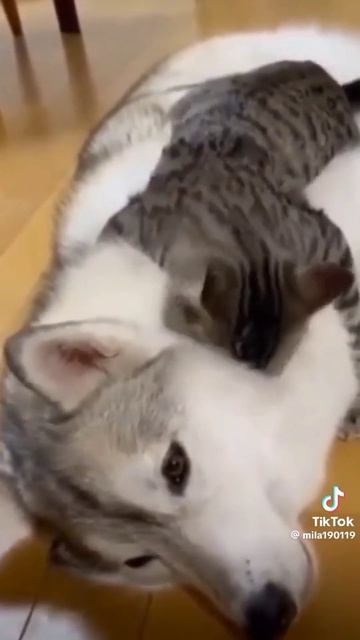 любовь у животных