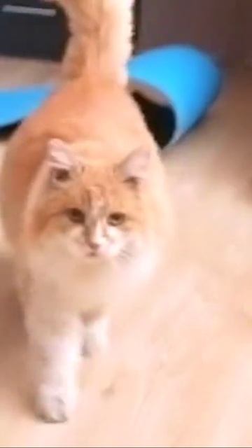 Рыжий Красатун