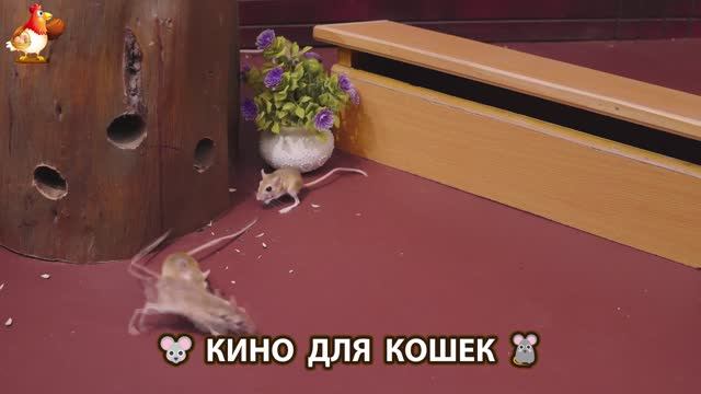 Видео для кошек про крысок развлекать питомцев 🐭🐀😂 (508)