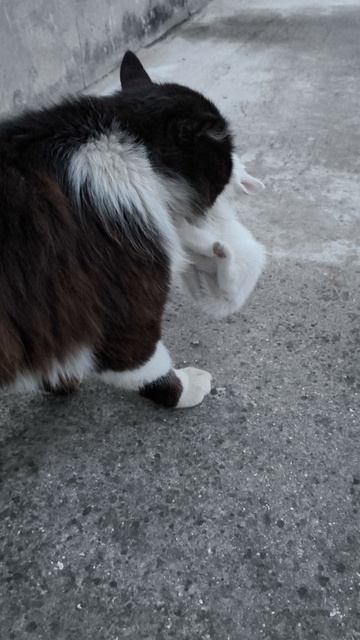 #5 кот Тайсон принес домой 3 котенка #кот #котята #влог