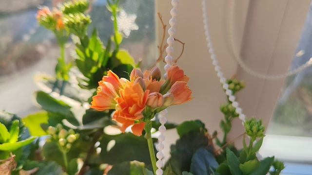 каланхоэ цветет на окне в деревне