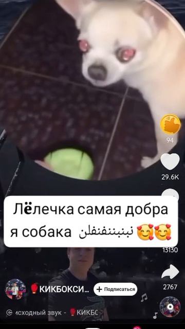 самая добрая собака