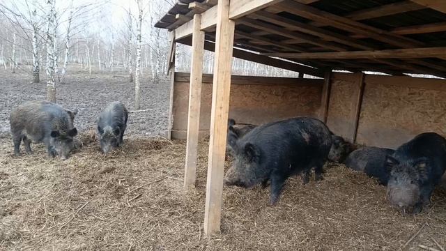 Охота на Кабана