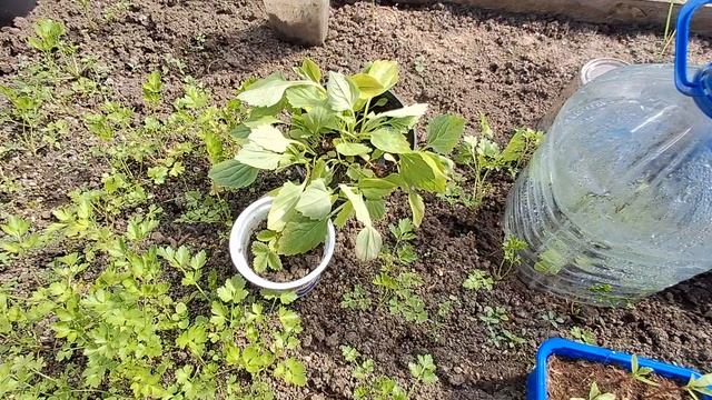 РАССАДА ПЕРЕРАСТАЕТ//ЦВЕТУТ ПЕРВЫЕ ЦВЕТЫ//22 АПРЕЛЯ 2026 ГОД