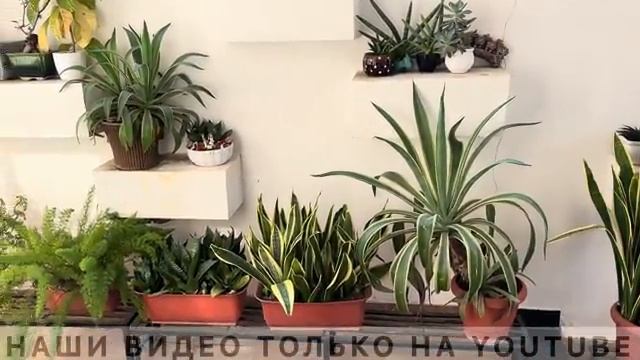 МОЛОДОСТЬ ПРОШЛА А Я ТАК НИЧЕГО И НЕ УСПЕЛА МУЖ ЗАВЕЛСЯ НЕ НА ШУТКУ НЕ РАЗГОВАРИВАЕМ