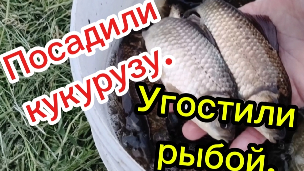 Посадили кукурузу.Угостили рыбой