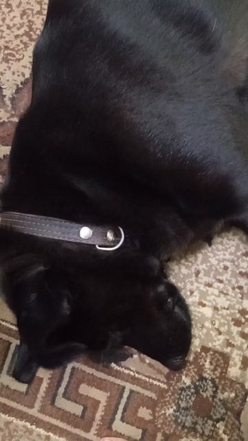 Как научить собаку команде умри