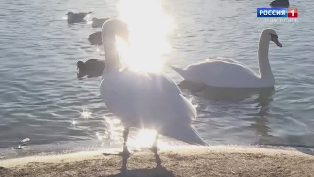 Вести Севастополь. Выпуск 09:30 от 22.04.2026