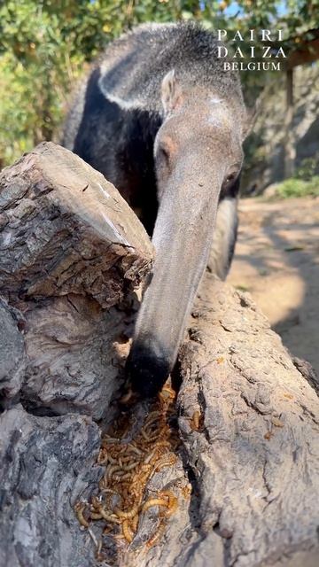 Чем обедал муравьед...