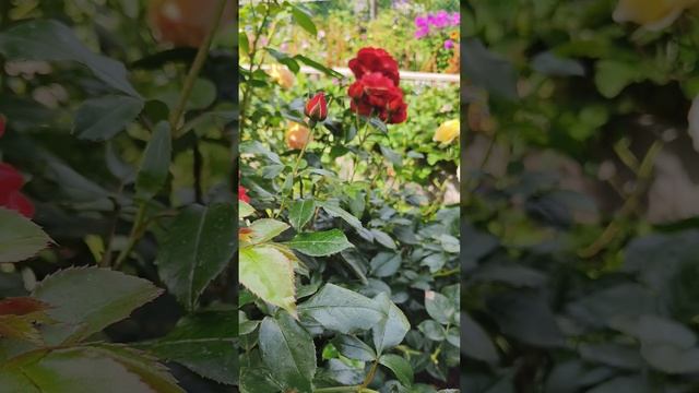 Розы Ханзеншт росток и Шон Кобленцерин. июль 2025г