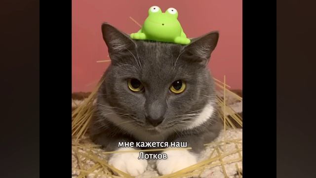 Видео с канала котинет: ЕСЛИ БЫ КОТИКИ ХОДИЛИ В ШКОЛУ-БУДНИ ЛОТКОВА