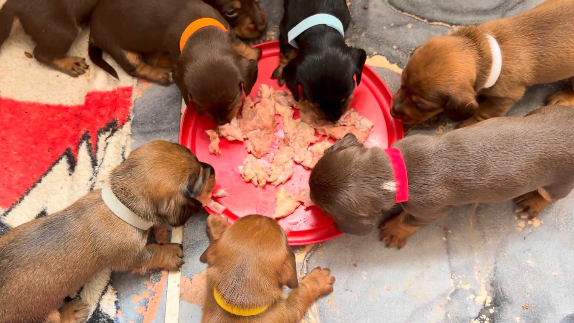 Щенки пробуют сырой говяжий фарш